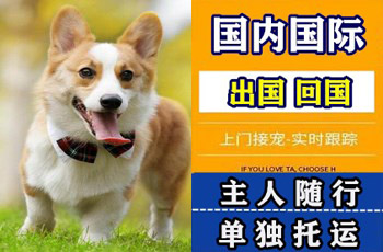 汕尾市宠物托运公司汕尾市宠物托运公司汕尾市宠物托运公司