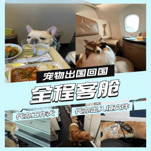 汕尾市宠物托运到白俄罗斯宠物入境规定和要求